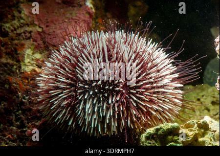 Oursin pourpre méditerranéen sous-marin - Sphaerechinus granularis. riccio canuto (sphaerechinus granularis). Alghero. Sardaigne, Italie. Banque D'Images