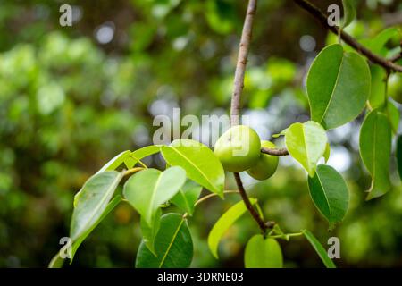 Arbre manchenille, pomme empoisonnée trouvé sur l'île Isabela Banque D'Images
