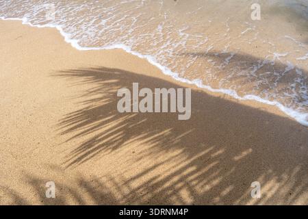 Ombre de palmier sur Anaho Beach, Nuku Hiva, Polynésie française Banque D'Images