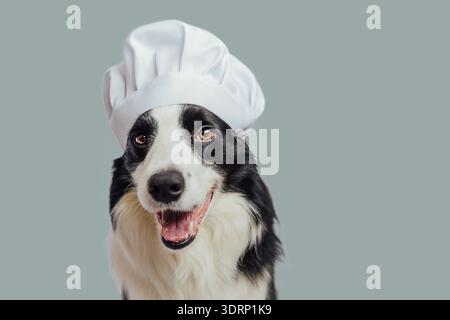 Collie de frontière de chien de chiot drôle dans le chapeau de cuisine de chef isolé sur fond gris. Le chef cuisinier pour le dîner. Restaurant maison Banque D'Images