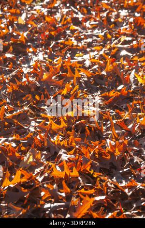Feuilles d'automne colorées couchées sur le sol, Allemagne Banque D'Images