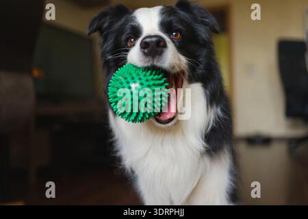 Activité animal. Collie de bordure de chien de chiot drôle tenant la balle de jouet dans la bouche jouant à la maison à l'intérieur. Chien de compagnie de race pure veut jouer Banque D'Images