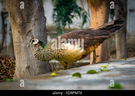 Peahen (Pavo cristatus) gros plan avec détails de plumes dans un cadre extérieur naturel, dans le nord de l'Inde Banque D'Images