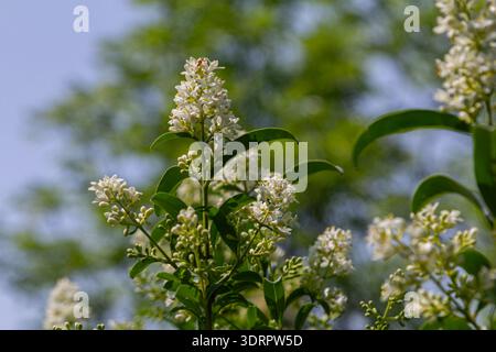 Des grappes de fleurs blanches émergent de l'arbuste privet sauvage montrant leur beauté au printemps sous un ciel bleu clair et entouré de feuilles vertes. Banque D'Images