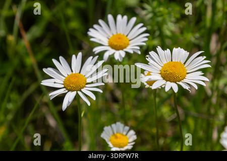 Groupe de marguerites communes prospère prairie luxuriante leurs pétales blancs et centres jaunes créant un affichage lumineux sous la lumière chaude du soleil de la fin du printemps. Banque D'Images