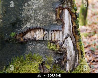 Écorce d'arbre avec croissance de mousse Banque D'Images