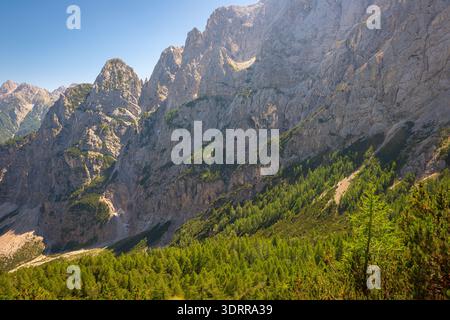 Les sommets rocheux ensoleillés surplombent une dense forêt de pins dans un paysage alpin accidenté, parc national du Triglav, Slovénie. Banque D'Images