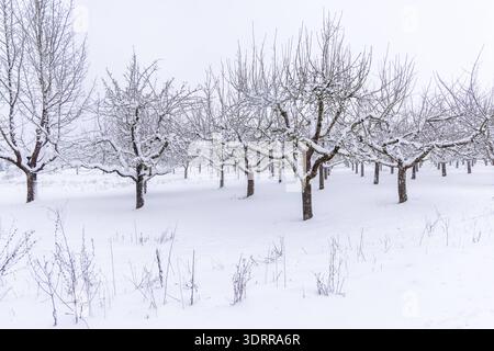Schneefälle in Hessen BEI starkem Schneefall sind Apfelbäume auf einer Obstwiese tief verschneit., Oberursel Hessen Deutschland *** chutes de neige en Hesse en fortes chutes de neige, les pommiers dans un verger sont couverts de neige profonde, Oberursel Hessen Allemagne Banque D'Images