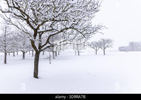 Schneefälle in Hessen BEI starkem Schneefall sind Apfelbäume auf einer Obstwiese tief verschneit., Oberursel Hessen Deutschland *** chutes de neige en Hesse en fortes chutes de neige, les pommiers dans un verger sont couverts de neige profonde, Oberursel Hessen Allemagne Banque D'Images