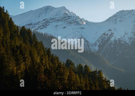 Dense forêt de pins persistants sur une pente de montagne escarpée avec des sommets enneigés en arrière-plan, Himalaya Banque D'Images