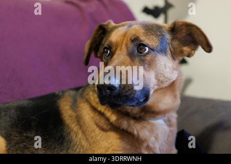 Berger allemand mélange chien avec expression d'alerte, Alcoy, Espagne Banque D'Images