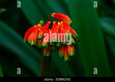 Fleurs rouges en forme de trompette en fleurs, Clivia nobilis ou lis forestier à pointe verte avec feuilles, gros plan. Banque D'Images