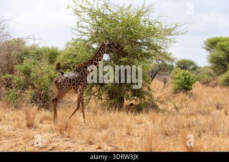 Tête de girafe et long cou apparaissant contre un ciel bleu, plusieurs petits oiseaux de pics perchés sur son cou, symbolisant le mutualisme et la cohabitation naturelle Banque D'Images