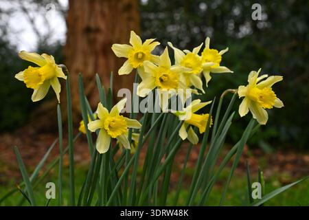 Narcisse jaune pseudonarcisse, lys prêtés ou jonquilles sauvages poussant dans le jardin forestier britannique février Banque D'Images