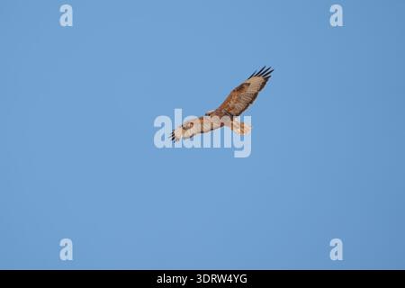 Buteo rufinus (Buteo rufinus) s'élève gracieusement avec des ailes déployées, glissant activement à travers un ciel bleu clair et lumineux, montrant sa puissance Banque D'Images