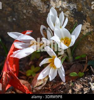 Crocus hyemalis Crocus hiver ou Blanc avec un centre jaune vif florissant de sol sec rocheux, lumière du soleil brillante soulignant les pétales délicats et une boîte Banque D'Images