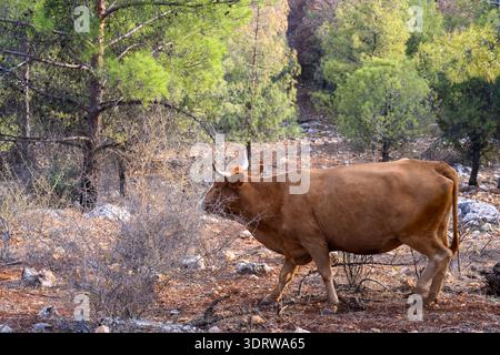 Bétail de pâturage gratuit bétail brun marchant dans des bois secs et rocheux sur une colline ensoleillée, avec des arbres clairsemés et des champs verts lointains et une ferme de vallée Banque D'Images
