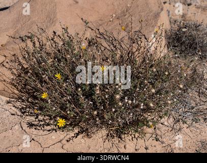 Petit buisson de fleurs sauvages du désert avec de délicates fleurs jaunes, quelques fleurs blanches séchées, poussant de manière résiliente sur un sol sec à côté d'une grande roche, coulant sh Banque D'Images