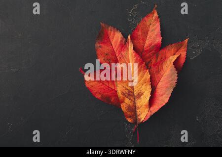 Collection de feuilles d'automne en couleurs chaudes disposées sur une surface sombre Banque D'Images