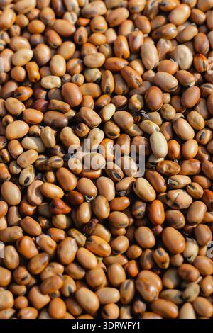 Fèves séchées, texture de légumineuses, palette taupe ambré ocre, ingrédient brut, agriculture saine, toile de fond macro-alimentaire, aliments crus Banque D'Images