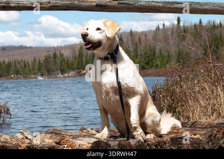 Golden retriever mélange avec Labrador retriever assis sur un rocher près du lac au printemps Banque D'Images