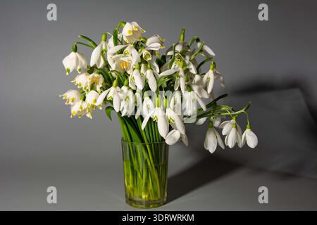 Beau bouquet de gouttes de neige dans un vase sur fond clair.beau bouquet avec des fleurs sauvages de goutte de neige blanche. Banque D'Images