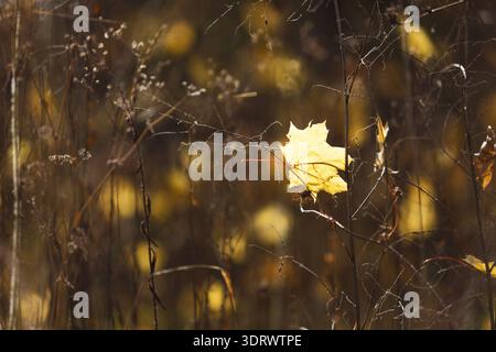 Collection de feuilles d'or avec fond sombre pendant l'automne dans un cadre naturel Banque D'Images