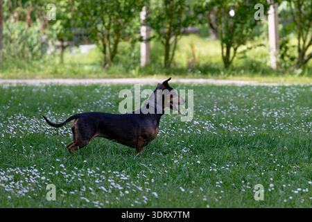 Un teckel noir et brun avec un col à motifs se tient alerte dans une prairie ensoleillée parsemée de petites marguerites, sa langue légèrement sortie Banque D'Images