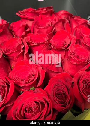Bouquet de roses rouges de luxe dans la boîte noire, cadeau floral romantique Banque D'Images