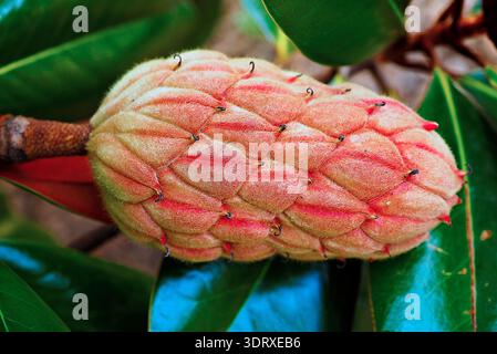 Vue macroscopique d'une gousse de magnolia du Sud (Magnolia grandiflora) rouge rosé avec des follicules flous, nichée parmi les feuilles vertes persistantes brillantes. Banque D'Images