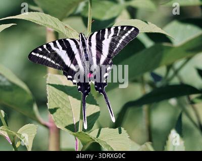 Vue en grand angle d'un papillon à queue d'aronde zébrée (Protographium marcellus) avec des ailes déployées, reposant sur un feuillage vert dans un jardin naturel extérieur. Banque D'Images