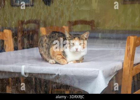 Chat feral reposant sur une table de restaurant derrière un abri en plastique dans la station balnéaire de Ksamil, Albanie Banque D'Images