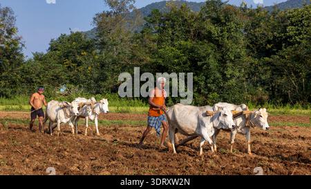 Labourage manuel des rizières, Odisha, Inde Banque D'Images