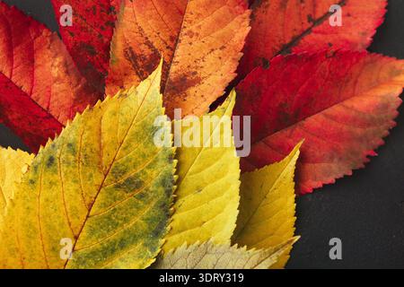 Feuilles colorées disposées dans un collage montrant la beauté de la saison d'automne dans la nature Banque D'Images