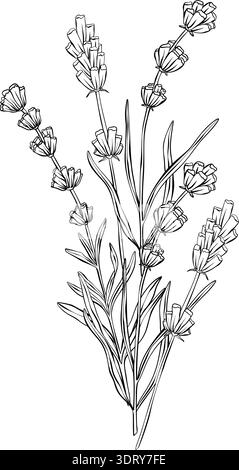 Lavande Botanical Vector Line Art illustration à la main fleurs de lavande dessinées Outline, plante à base de plantes florales minimale isolé sur fond blanc pour Illustration de Vecteur