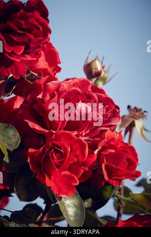 Roses rouges un jour ensoleillé d'été Banque D'Images