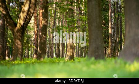 Vue en bas angle des grands troncs de pins dans une forêt verte mixte avec de l'herbe luxuriante à Saint-Pétersbourg, Russie, par une journée d'été ensoleillée. Banque D'Images