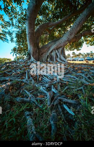 Racines massives de surface d'un grand arbre Banyan dans un parc tropical en Floride, États-Unis. Banque D'Images