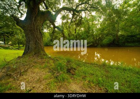 Paysage pittoresque d'un grand chêne vivant avec de la mousse espagnole suspendue au-dessus de l'eau boueuse de la rivière bayou en Louisiane, États-Unis. Banque D'Images