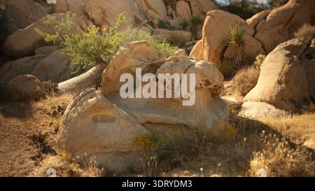 Formation rocheuse beige texturée avec trous naturels et érosion se trouve sur le sol sablonneux dans le parc national de Joshua Tree, aux États-Unis. Banque D'Images
