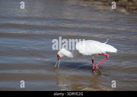 Bec de cuillère africain (Platalea alba), buvant pour les adultes pour la nourriture Banque D'Images