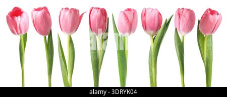 Tulipes roses tendres isolées sur blanc, serties Banque D'Images