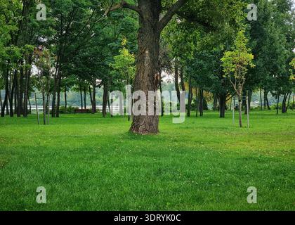 Parc d'été tranquille avec de l'herbe verte luxuriante et des arbres. Grand arbre avec des feuilles vertes dans le parc public le jour nuageux. Arbre sur une clairière dans le parc. Banque D'Images