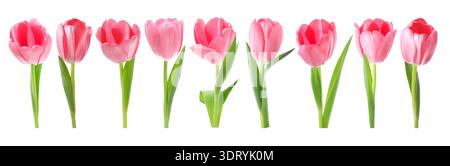 Tulipes roses tendres isolées sur blanc, serties Banque D'Images
