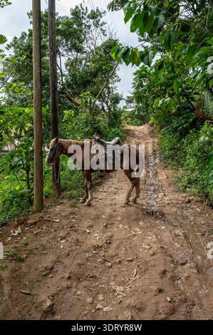 Cheval de selle debout sur Muddy Dirt Road dans la campagne rurale luxuriante sentier Banque D'Images