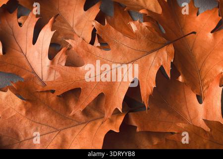 Collection de feuilles d'automne disposées dans un collage sur une surface plane Banque D'Images