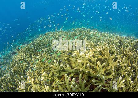 Un jardin de corail peu profond de coraux durs sains avec une variété de poissons tropicaux à Raja Ampat, Papouasie occidentale, Indonésie, Océan Pacifique Banque D'Images