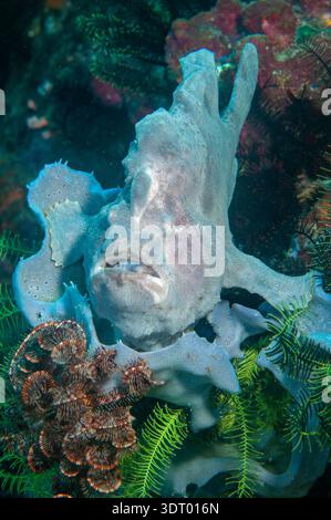 Antennarius commersoni, un poisson-grenouille géant de couleur grise ou bleue, perché sur une éponge sur un récif corallien dans le parc national de Komodo, Indonésie, Pacifique Banque D'Images