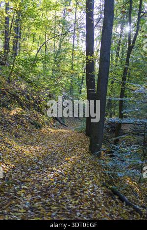 Sentier de randonnée à travers une forêt d'automne, Taennichgrund, Dresde, Saxe, Allemagne Banque D'Images