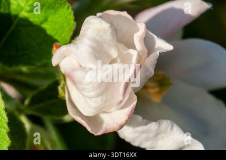 Vue rapprochée d'une délicate fleur de pomme blanche, ses pétales doucement pliés, montrant de subtiles teintes roses sur les bords. Banque D'Images